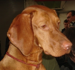 halla von bueren