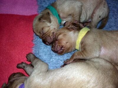 Ithaca / Idid / Indiana